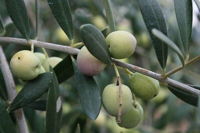 Veritats i mentides en l’oli d’oliva