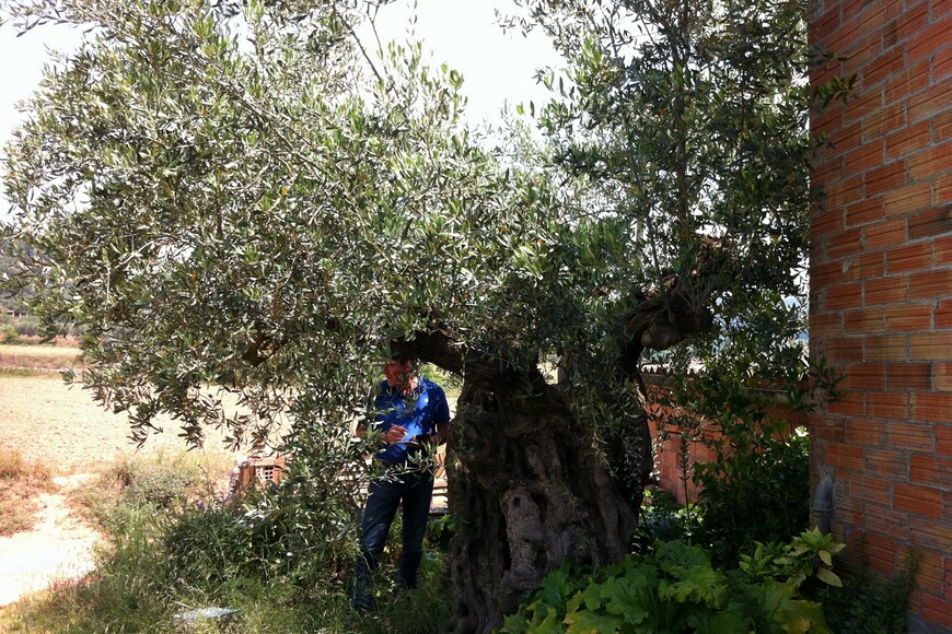Moment de recollida de l’esqueix d’olivera Vera a Caldes de Montbui