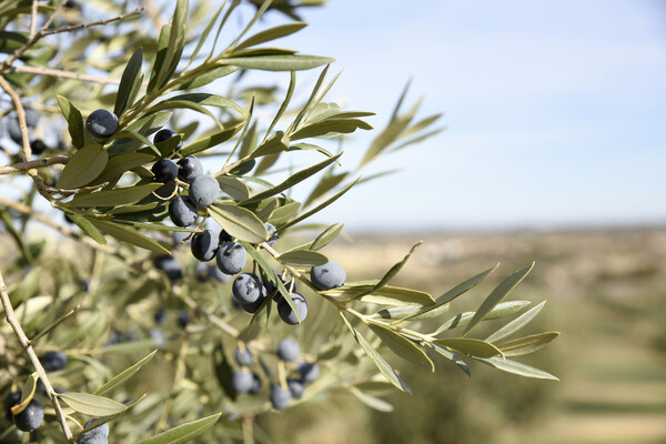 Sector Oli d'oliva